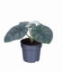 Alocasia