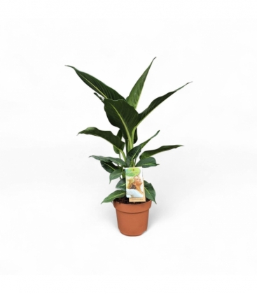 Dieffenbachia