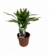 Dracaena