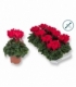 Cyclamen