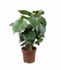 Monstera