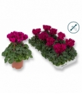 Cyclamen