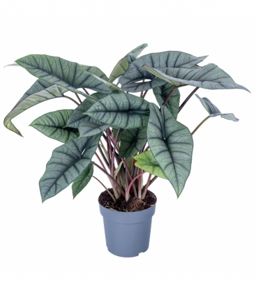 Alocasia