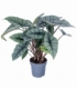 Alocasia