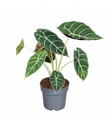 Alocasia