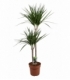 Dracaena