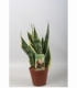 Sansevieria