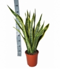 Sansevieria