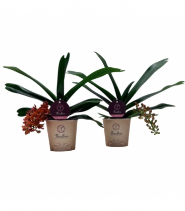 Rhynchostylis