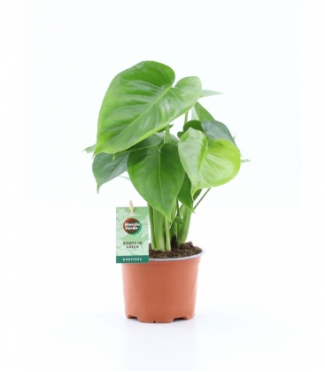Monstera