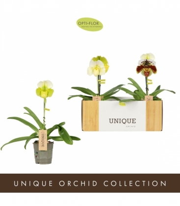 Paphiopedilum