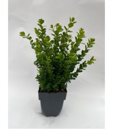 Buxus