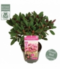 Rhododendron