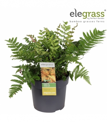 Dryopteris