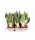 Sansevieria