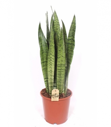 Sansevieria