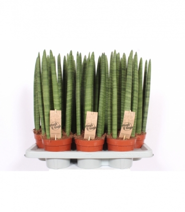 Sansevieria