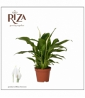 Spathiphyllum
