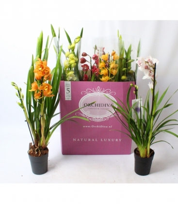 Cymbidium