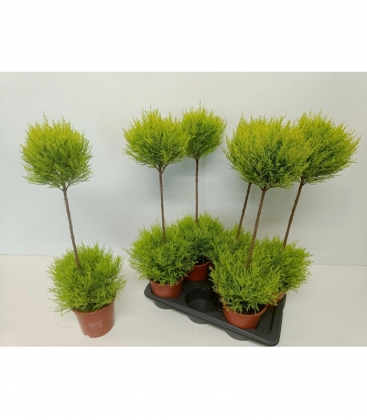 Cupressus
