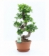 Ficus