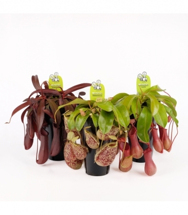 Nepenthes