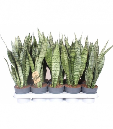 Sansevieria