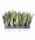 Sansevieria