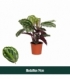 Calathea