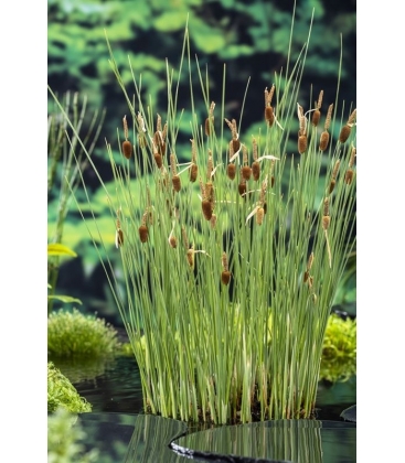 Typha