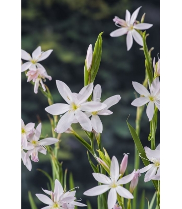 Schizostylis
