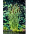 Typha