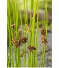 Juncus