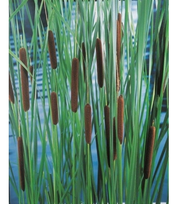 Typha