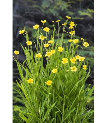 Ranunculus