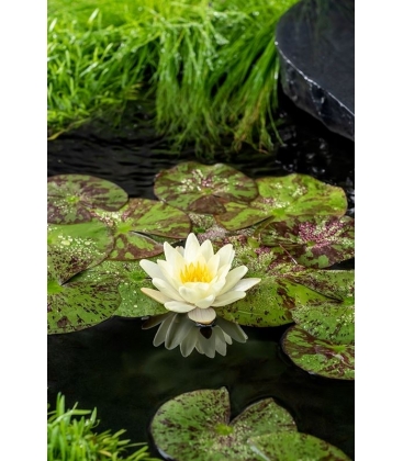 Nymphaea