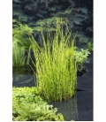 Equisetum