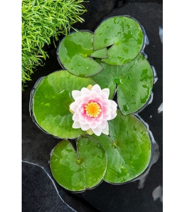 Nymphaea