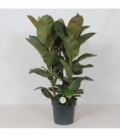 Ficus