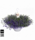 Lobelia