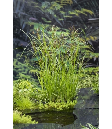Cyperus