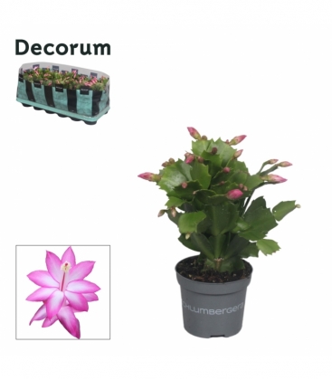 Schlumbergera