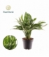 Aglaonema
