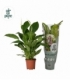 Spathiphyllum