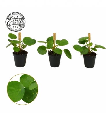 Pilea