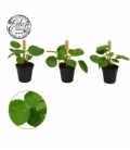 Pilea