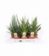 Sansevieria