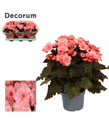 Begonia