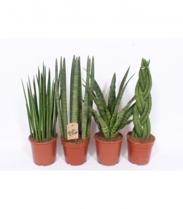 Sansevieria