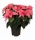 Poinsettia